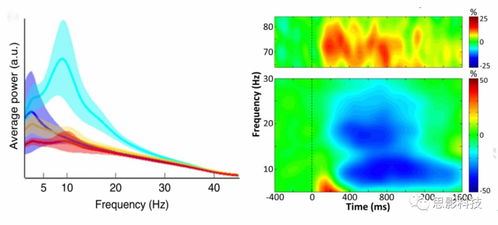 腦磁圖（MEG）數據處理服務 邁向神經科學深海的精準航標